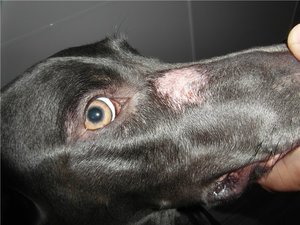 כיצד לטפל בנשירת שיער אצל כלבים גורמים אפשריים לנשירת שיער