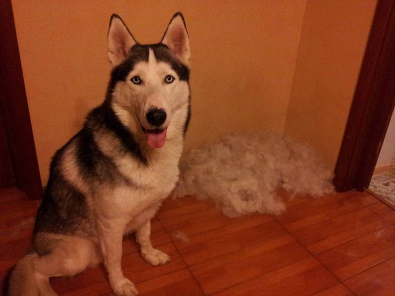 איך לטפל בכלב טיפול בכלב עקב מחלה