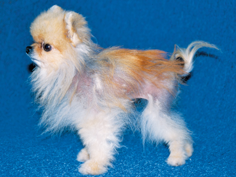 הכלב מאבד שיער הגור מאבד שיער