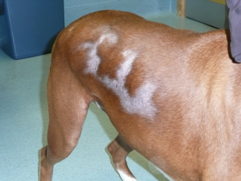 גורמים לנשירת שיער אצל כלבים למה השיער נושר?