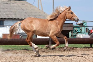 צבע הערמון של סוס ידוע משירים ומאגדות.