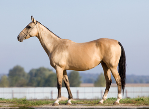 סוס ערמוני - תמונה