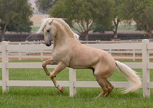 צבעים נדירים - צבע סוס פאלומינו