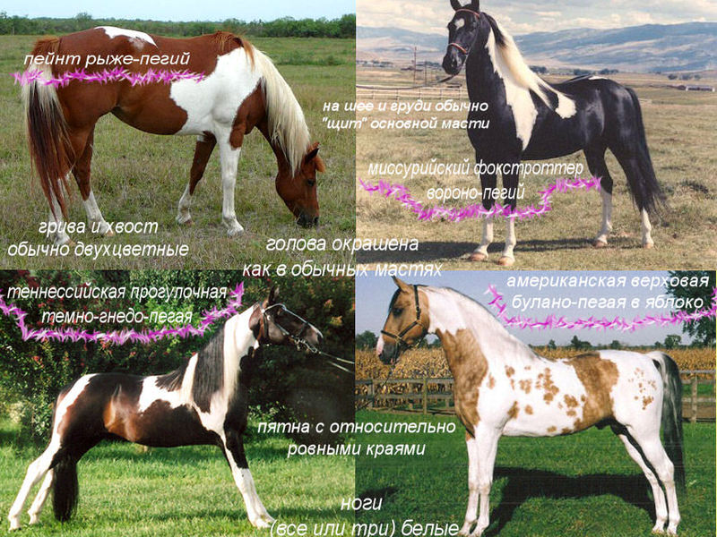 התמונה מראה עד כמה סוסים יכולים להיות שונים.