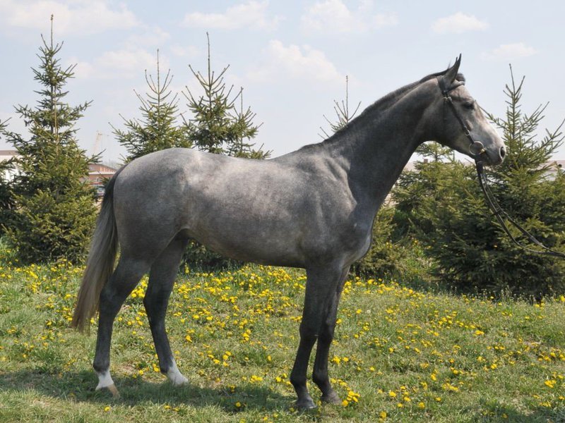 סוס אפור הוא חיה יפה.