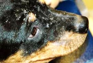 קשקשים בכלבים: גורמים וטיפול