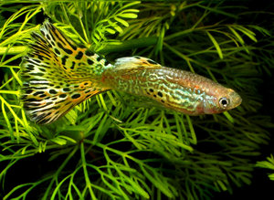 דגי אקווריום טורפים