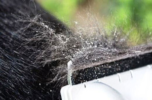 קשקשים על פרוות כלב מסורקת קשקשים על פרוות הכלב בולטים מאוד לאחר הברשה.