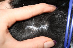 התמונה מראה אזור בעייתי אצל כלב - אולי סתם קשקשים רגילים.