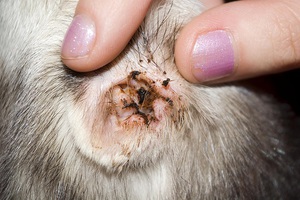 קרדית אוזניים בכלבים - זיהוי הבעיה