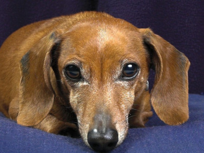 כאשר נדבקים בקרציות, בעל החיים הופך חסר מנוחה.