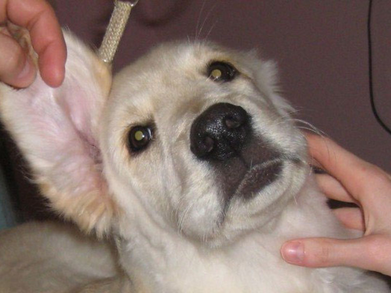 מניעת קרדית אוזניים בבעלי חיים - שיטות