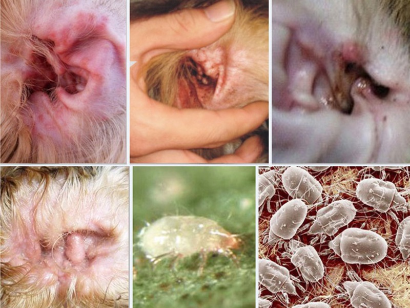 קרדית אוזניים בכלבים - טיפול בשיטות עממיות.