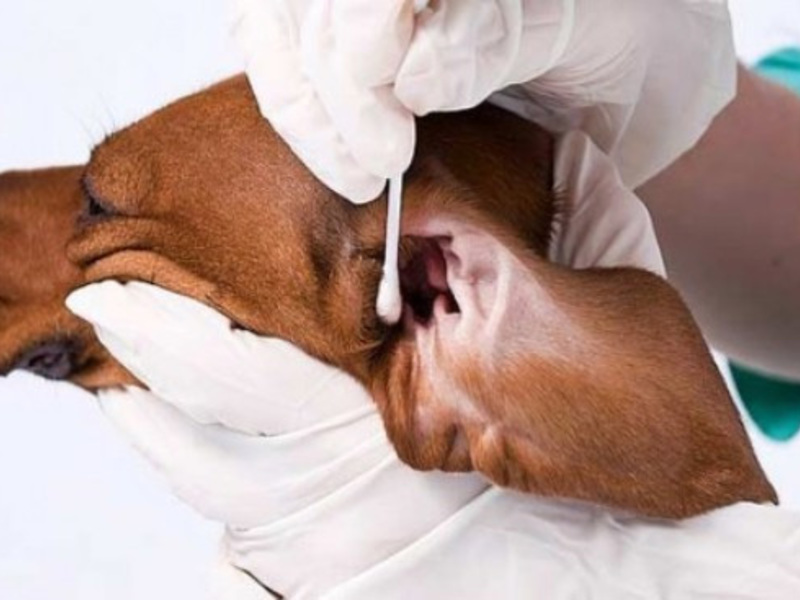 אוטודקטוזיס בכלבים - מה ממליצים וטרינרים.