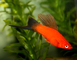 דגי אקווריום זנב חרב