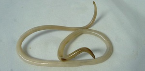 הלמינתים הם לעתים קרובות אחד הגורמים לשלשולים.