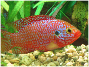 ציקלידים באקווריום: סוגים