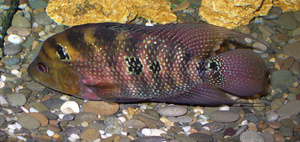 דגי אקווריום ציקלידים מלאווי