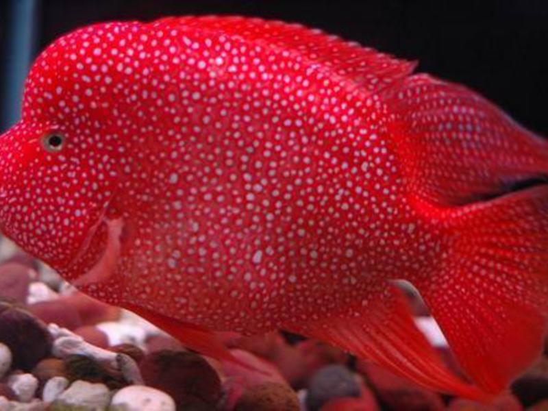 איך נראים ציקלידים?