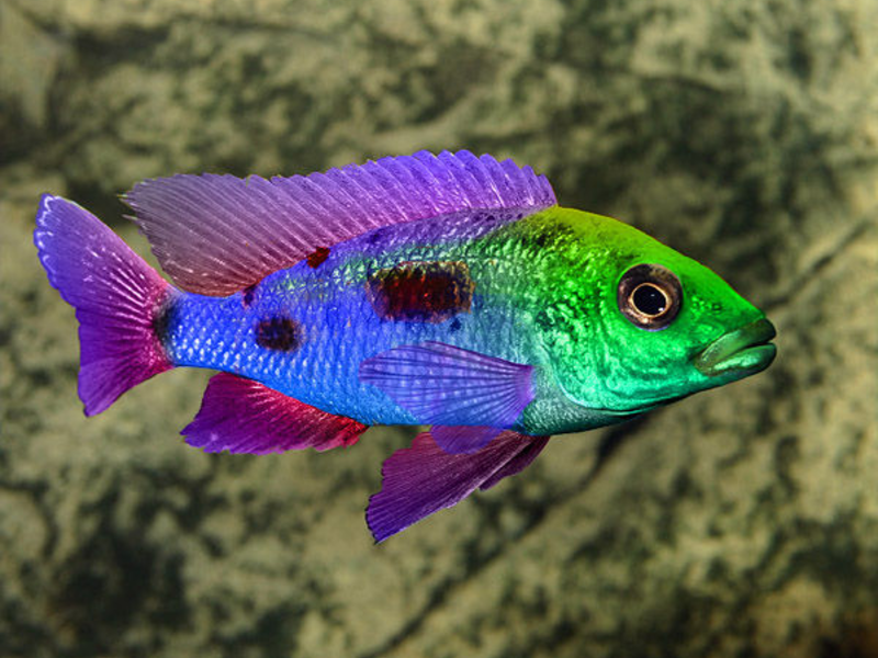 דגי אקווריום ציקלידים