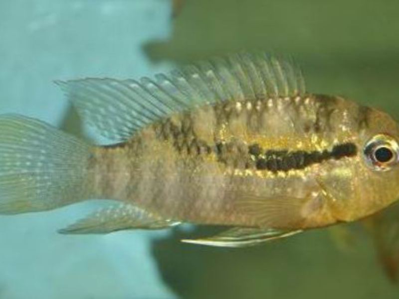 איך לטפל כראוי בציקלידים