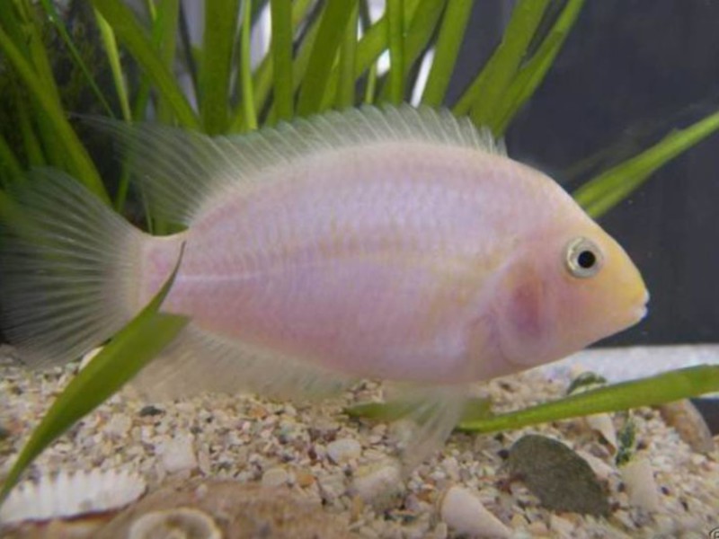 ציקלידים גאים