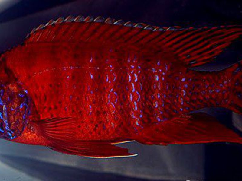 מראה ציקלידים באקווריום