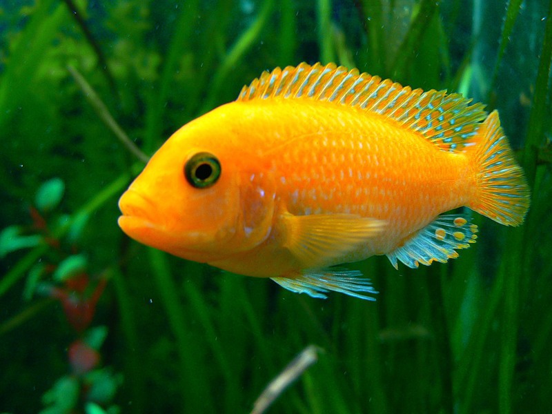 טיפול בציקלידים