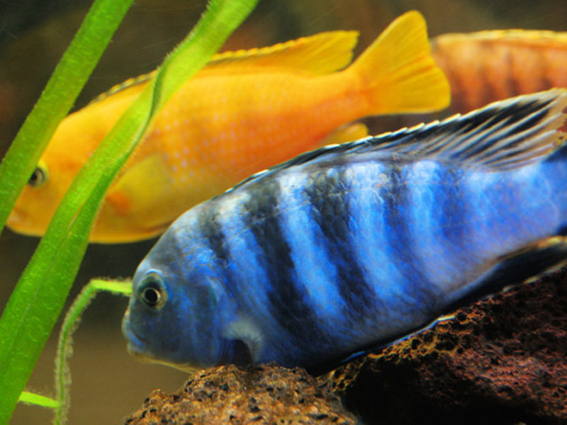 רבייה של ציקלידים