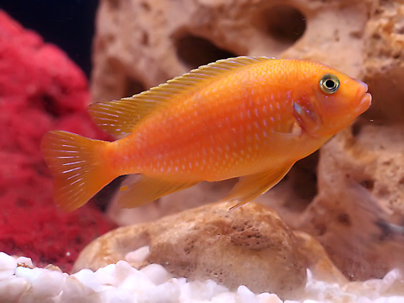 איך ציקלידים חיים?