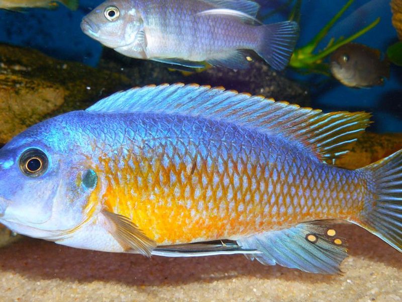 מראה של ציקלידים