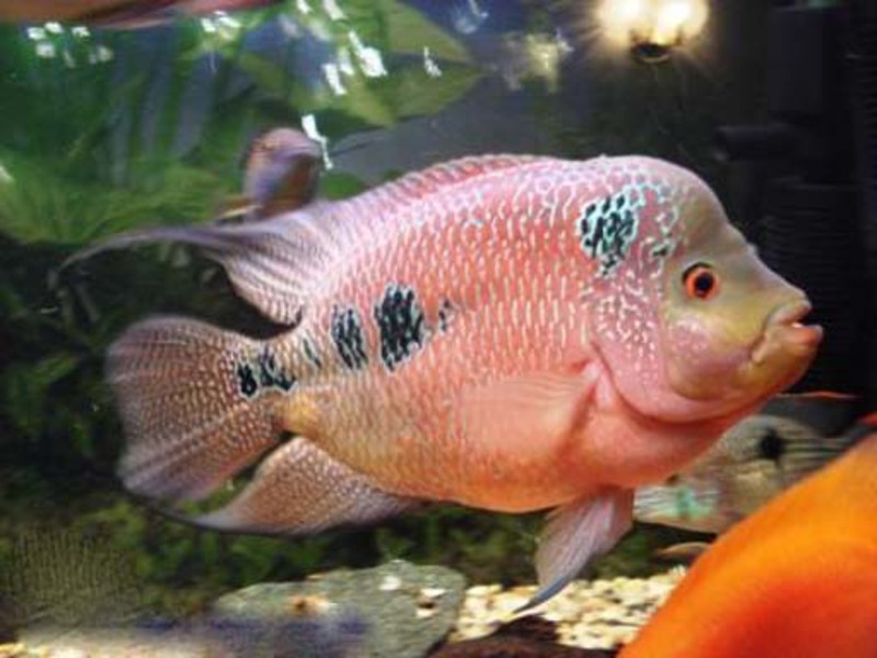 ציקלידים באקווריום: סוגים