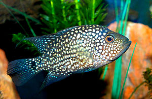 דג ציקלזומה