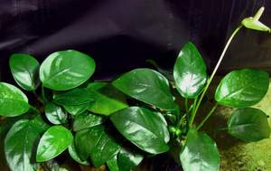 אנוביאס גרציוס