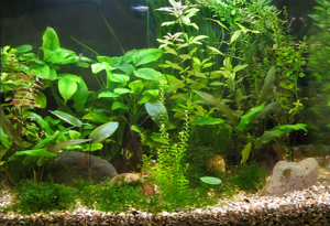צמח אקווריום אנוביה