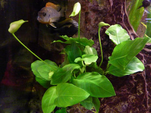 איך אנוביאס גדל