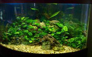 איך לשתול אנוביות