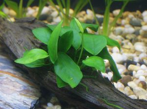 צמח אקווריום אנוביה