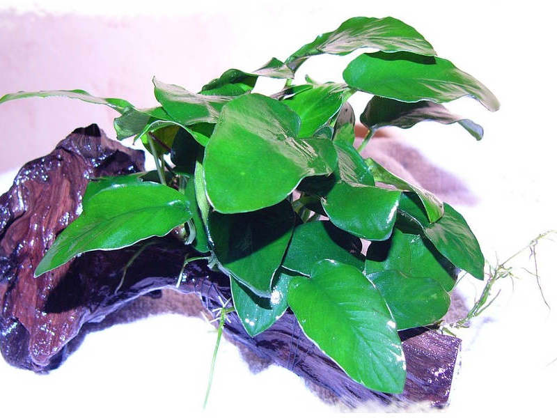 אנוביאס גרציוס