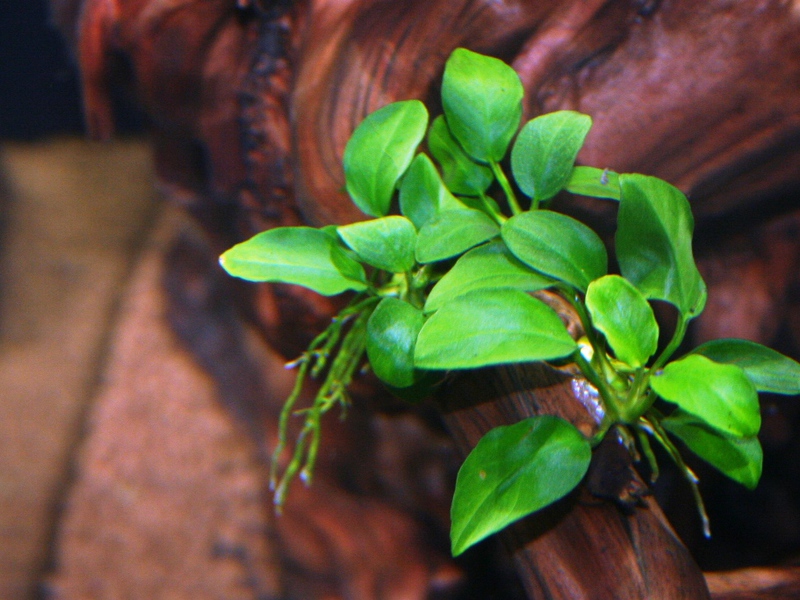 צמח אקווריום