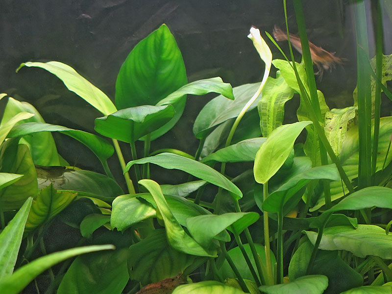 צמח האנוביאס המיניאטורי המקורי