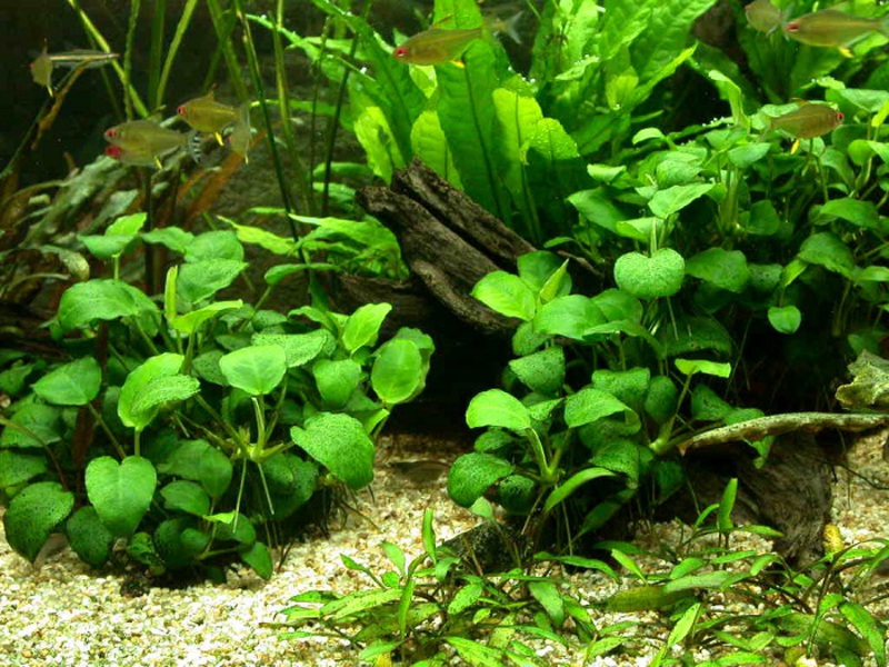 צמח אקווריום