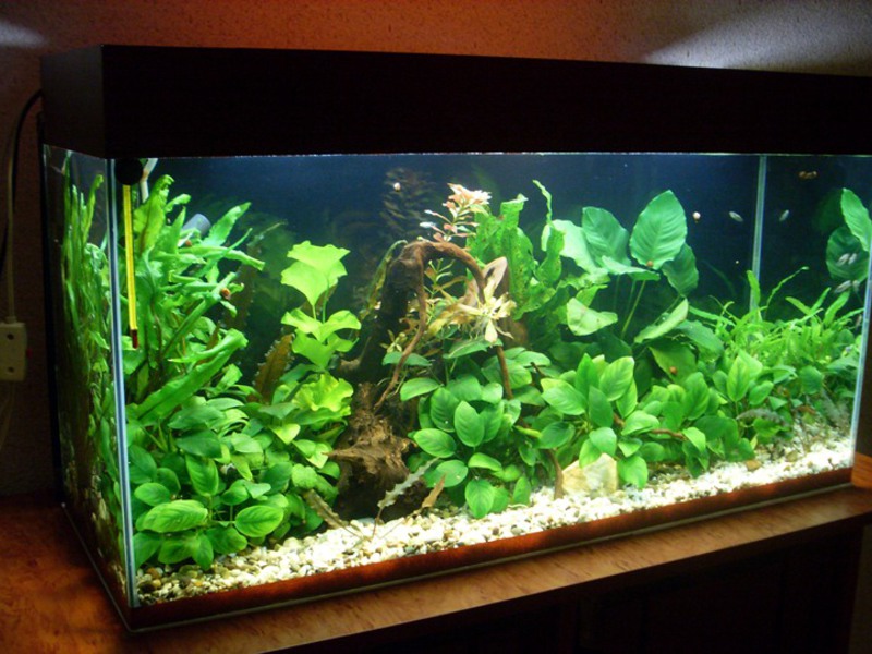 קישוט אקווריום