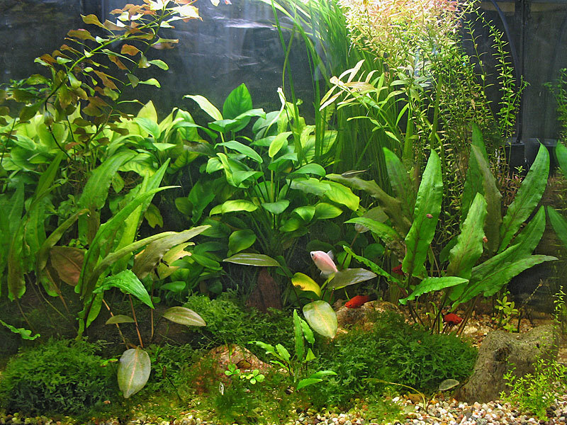 אקווריום אנוביה