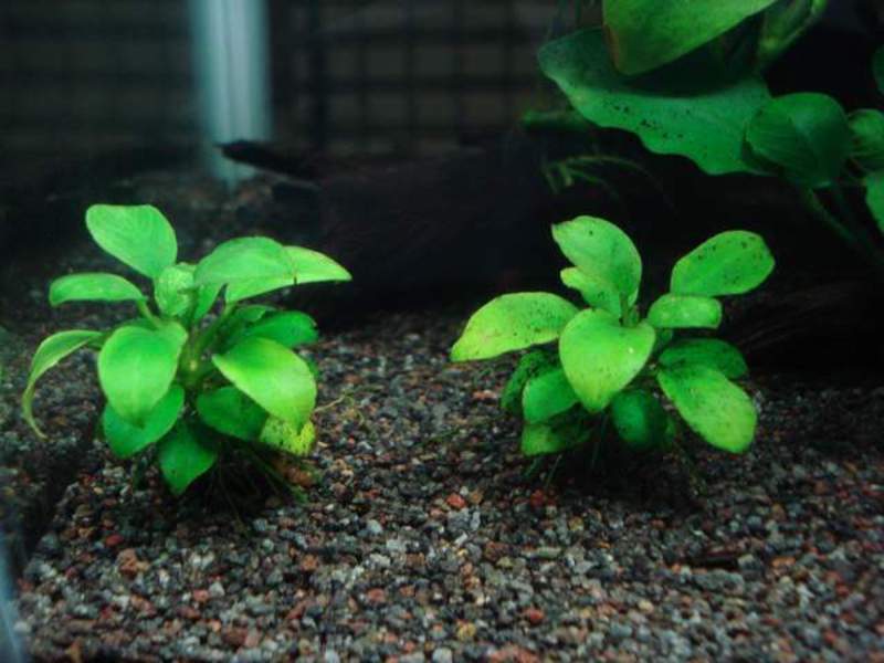 איך לשתול צמח באקווריום