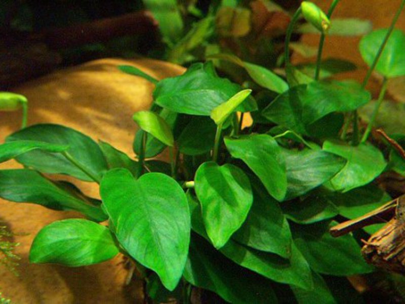 טיפול בצמח אנוביאס