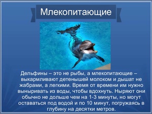 דולפינים הם יונקים.