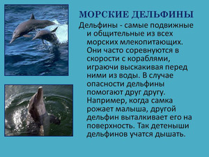 דולפינים ימיים הם בעלי חיים, למרות שהם חיים במים.