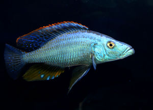 ציקלידים לאקווריום