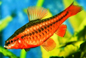 מהם הסוגים השונים של ברבים?